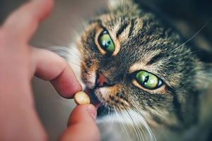 Giving Your Cat a Pill – Techniques for Doing It