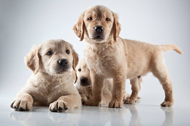 Golden Puppies – How to Buy One
