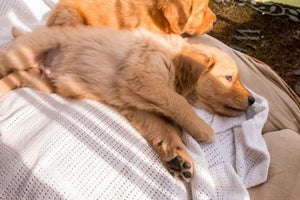 Golden Retriever Bedding – The Best Types