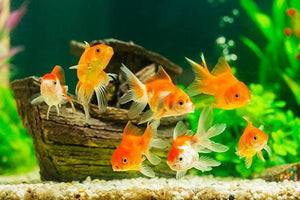 Goldfish Aquarium – How to Set One Up