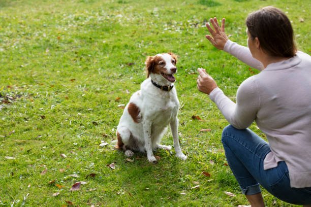 Great Tips To Help You Train Your Dog