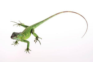 Green Iguanas – One of a Kind Reptiles