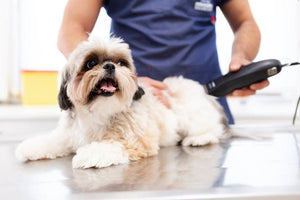 Grooming Hypoallergenic Dogs – A How to Guide