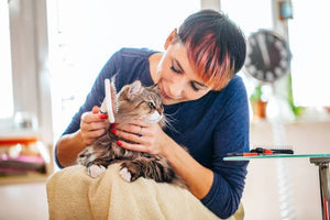 Grooming Your Cat – The Importance of Doing It