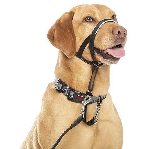 Head Collars for Dogs – How to Train with Them