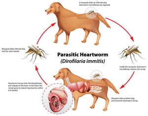 Heartworm in Dogs – Some Questions & Answers