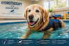Hydrotherapy for Aging Pets: Benefits, Joint Relief & Mobility Support