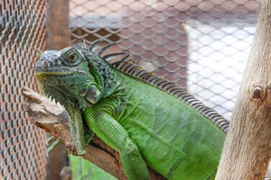 Iguana Cages – A Guide for Building Them