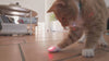 These Interactive Cat Toys Are a Game Changer—Your Cat Will Thank You!