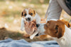 Introducing a New Puppy to Your Dog - A Comprehensive Guide