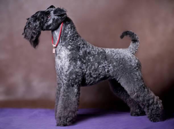 Kerry Blue Terriers – A Mysterious Breed