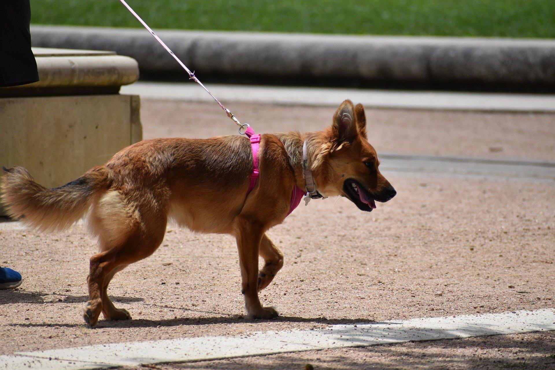 Leash and Collar Training – For Dogs