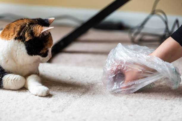 Litter Box Accidents – Causes and Solutions