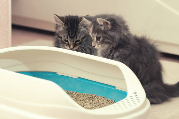 Litter Training Kittens – A Few Tips to Do It