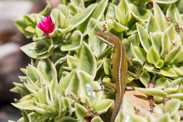 Lizard Behaviors - Life as a Reptile