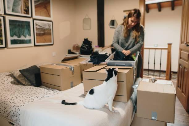Moving Your Cat to a New Home – How to Survive It