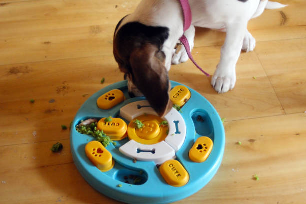 Transform Your Dog’s Life with These Game-Changing Dog Puzzle Toys!