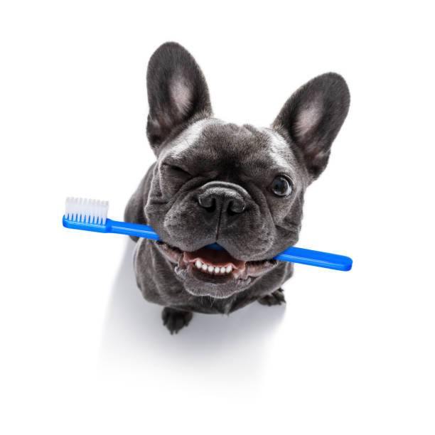 Oral Health for Dogs – How Diet Influences It