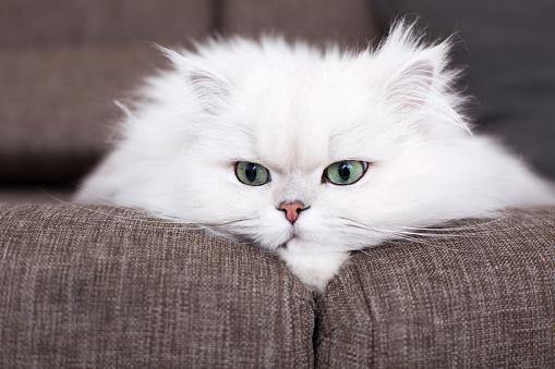 Persian Cats – How to Care for Them