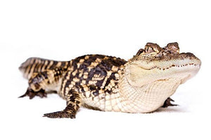 Pet Alligators – The Most Dangerous Pets