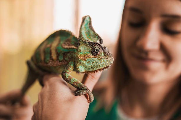 Pet Chameleon – A Fascinating Pet to Own