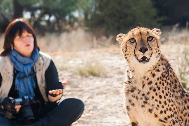 Pet Cheetahs – Can You Really Get One?