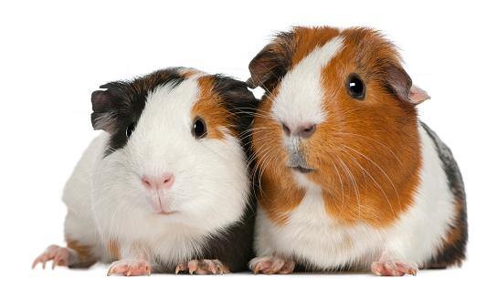 Pet Guinea Pigs – Are They Right for You?
