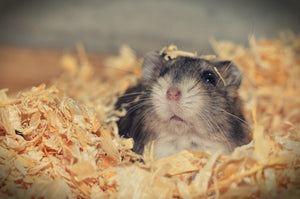 Pet Hamsters - Fuzzy Balls of Fun