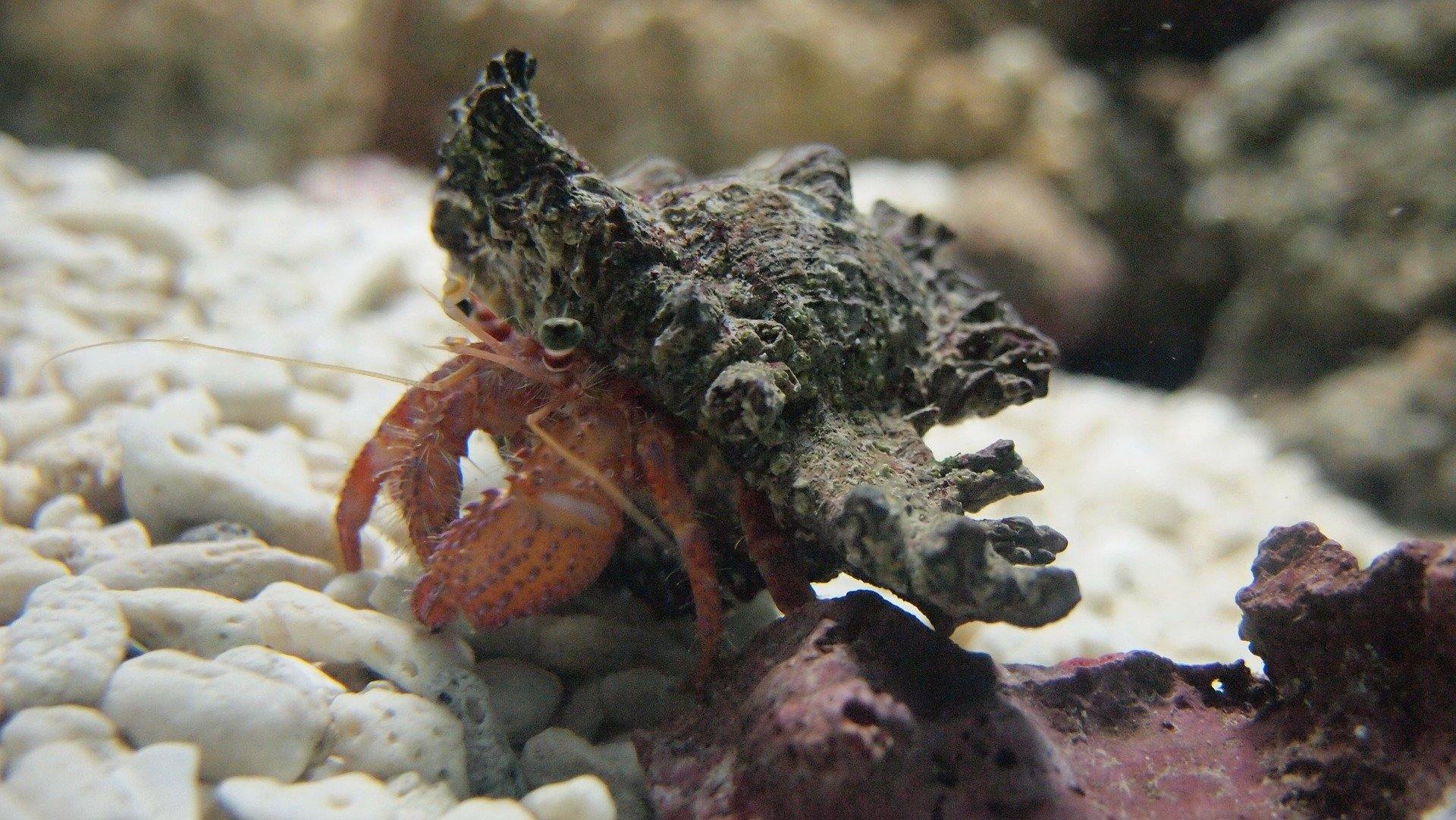Pet Hermit Crabs -  The Basics for Their Survival