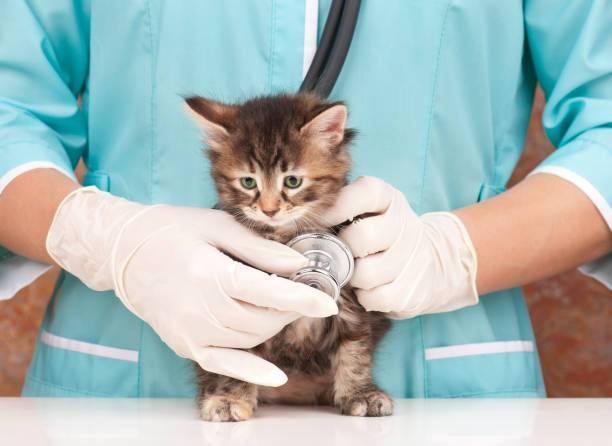 Pet Insurance for Cats – Do You Really Need It?