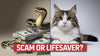 Is Pet Insurance a Scam or a Lifesaver? You’ll Be Stunned by the Math.