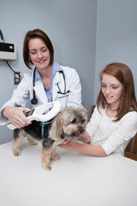 Pet Microchips – Why You Need Them
