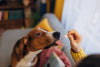 Pet Supplements Health Benefits Revealed: Breakthrough Tips for Enhancing Your Pet’s Well-Being!