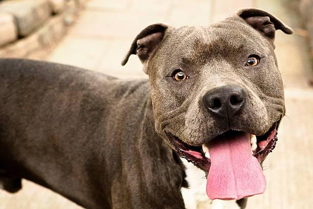 Pit Bull Dogs – Are You Ready for One?