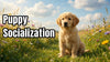 Puppy Socialization: Why It Matters and How to Do It Right