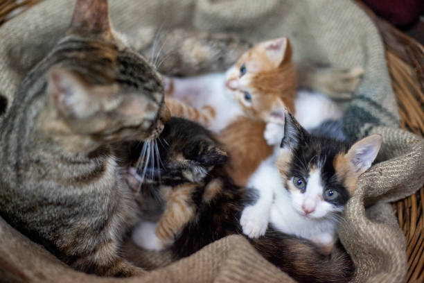 Raising Kittens – A General Overview