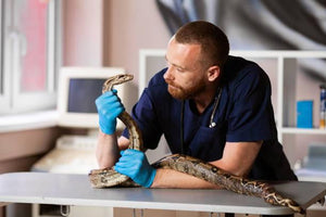 Reptile Veterinarians – How to Find One