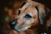 The Ultimate Guide to Understanding Signs of Aging in Dogs