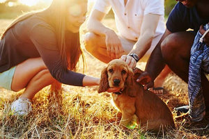 Socializing Your Puppy – How to Do it Properly