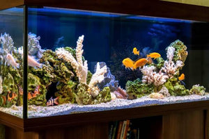 Starting a Reef Aquarium – A Beginners Guide