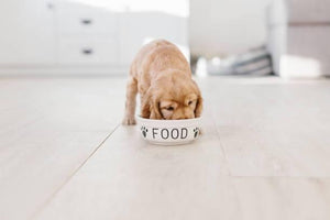 Taking Care of a Puppy – Feeding and Temperature