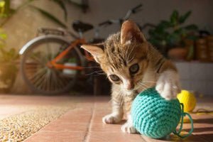 Toys that Cats Love – And Play With