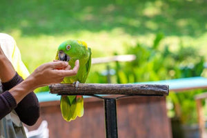 Training Your Parrot - A How To Guide