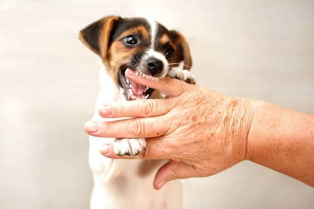 Training Your Puppy Not to Bite - A Guide