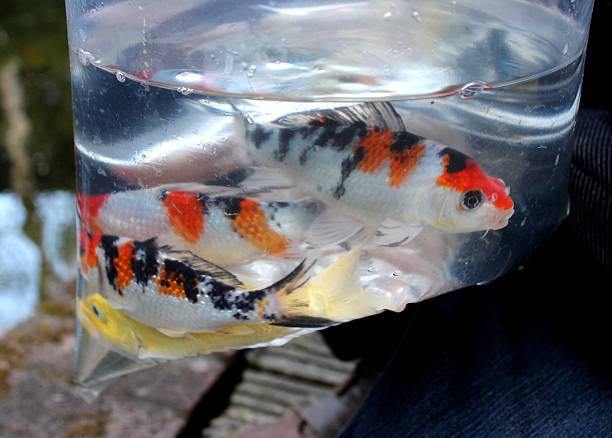 Transporting Koi – How to Do It Safely