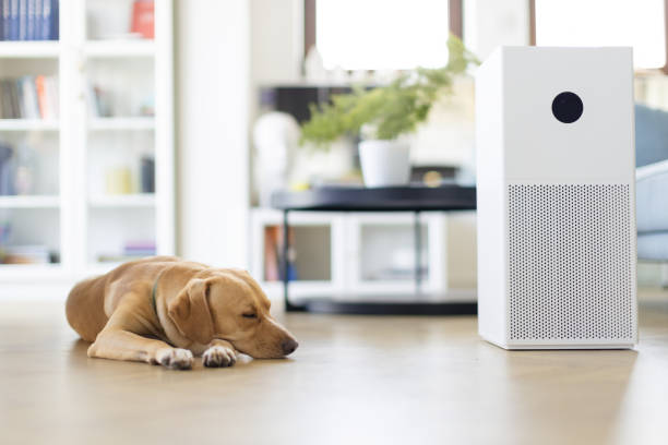 The Pet Air Purifier You Never Knew You Needed – Until You Experience This!