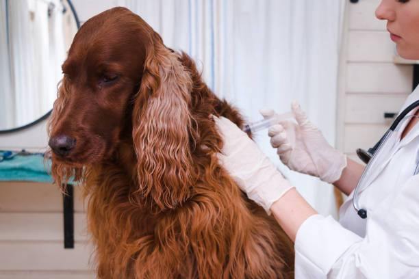 Vaccinating Your Pets – What You Should Know
