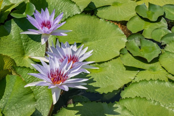 Water Garden Plants – How to Pick Them