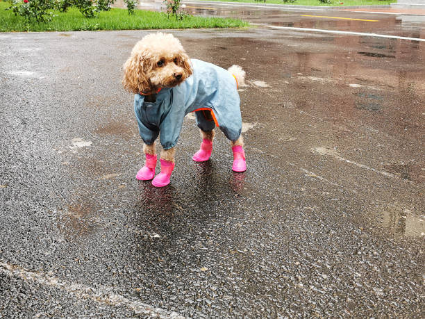 Waterproof Dog Boots - The One Product You Never Knew Your Dog Needed!