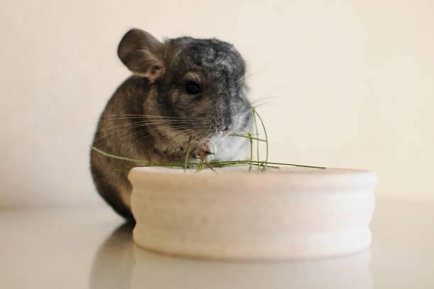 What to Feed Chinchillas – To Keep Them Healthy